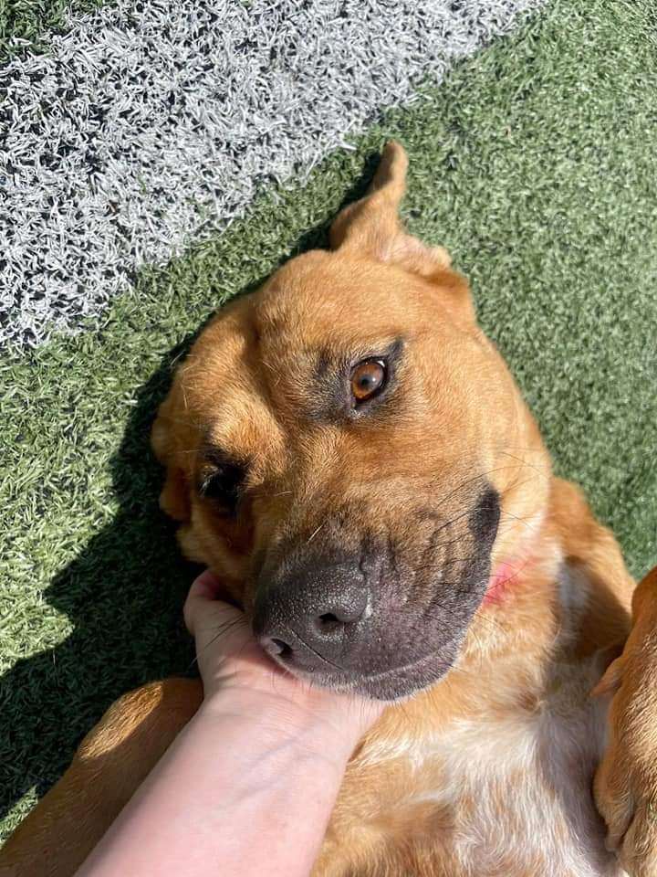 Enlarge Louise, a Adoptable mixed breed in Nashville, TN image 3/4