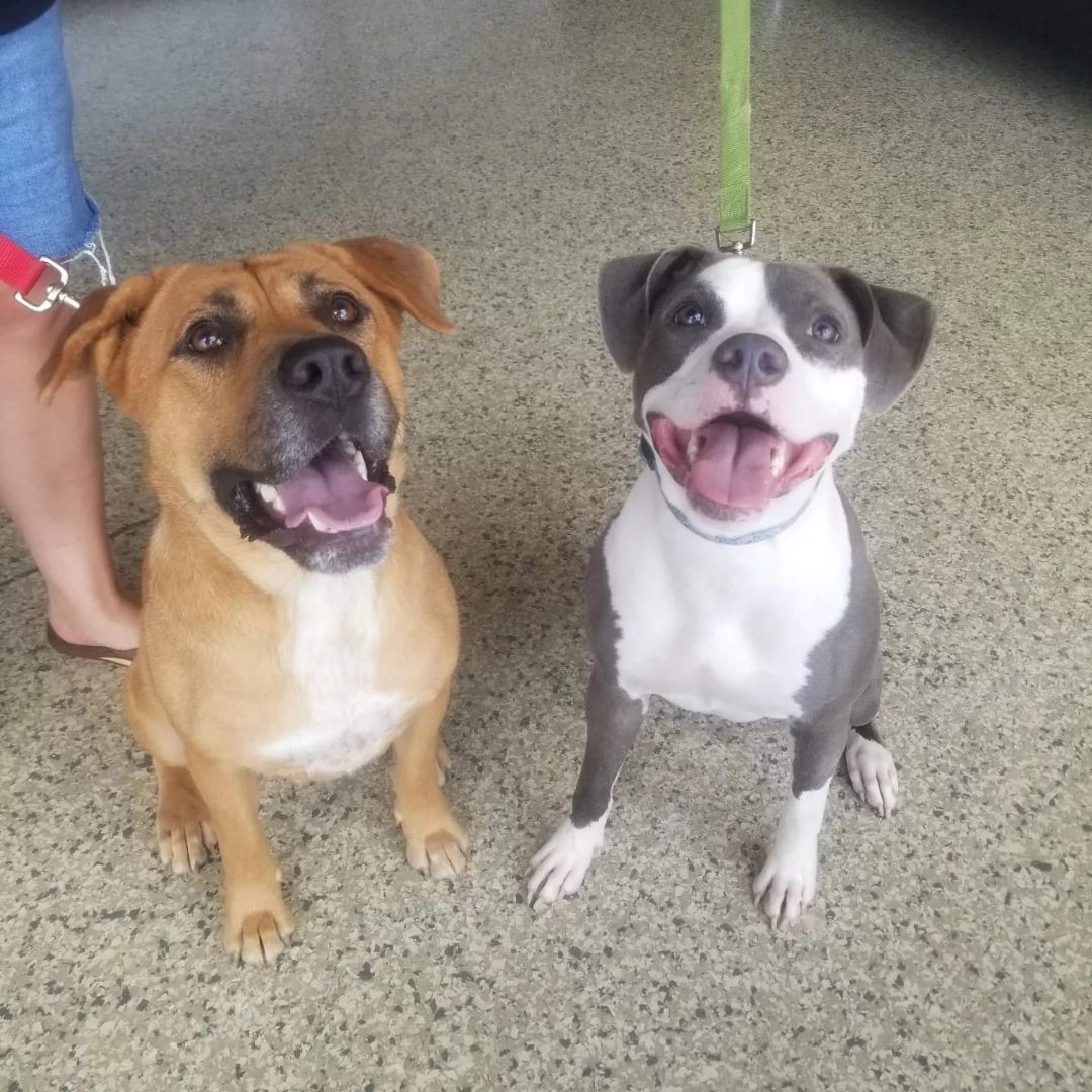 Enlarge Louise, a Adoptable mixed breed in Nashville, TN image 4/4