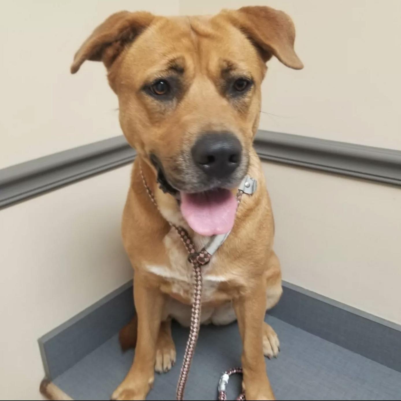 Louise, Adoptable, Adult Female Golden Retriever & American Bulldog.