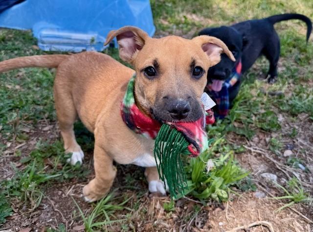 Enlarge Frank Sinatra, a Adoptable mixed breed in Crescent City, FL image 1/6