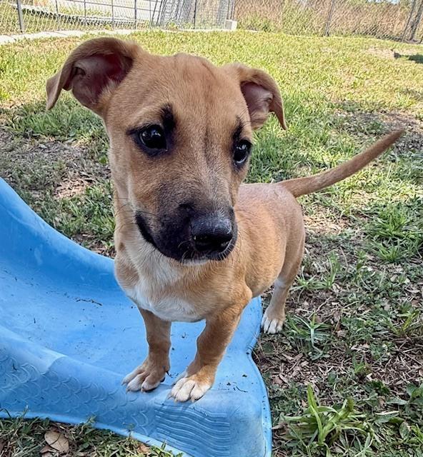 Enlarge Frank Sinatra, a Adoptable mixed breed in Crescent City, FL image 3/6