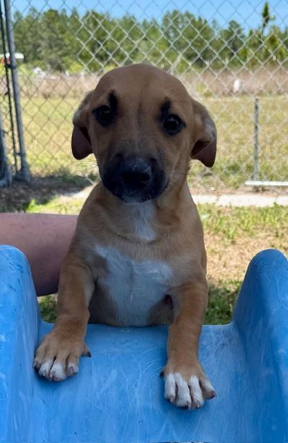 Enlarge Frank Sinatra, a Adoptable mixed breed in Crescent City, FL image 4/6