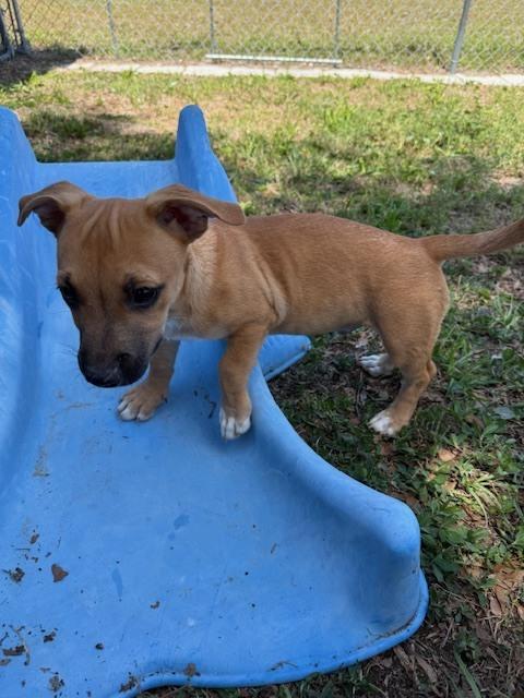 Enlarge Frank Sinatra, a Adoptable mixed breed in Crescent City, FL image 5/6