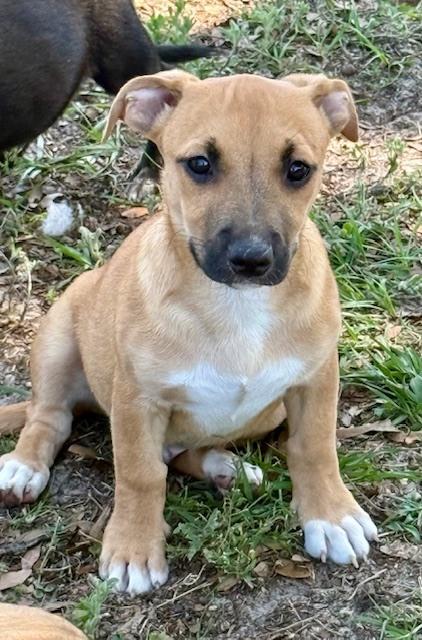 Enlarge Frank Sinatra, a Adoptable mixed breed in Crescent City, FL image 6/6