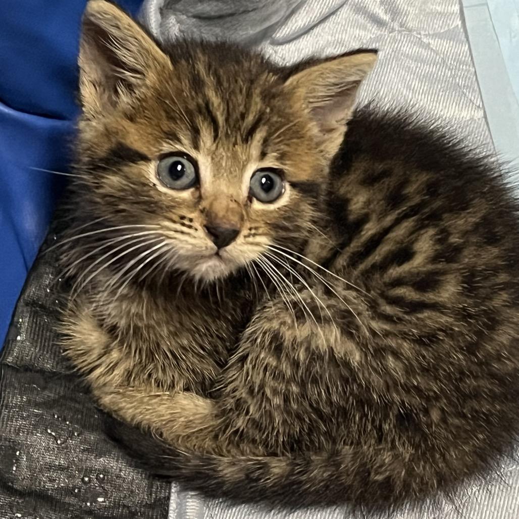 Tillie in Stevensville, MD, Adoptable, Kitten Female Domestic Short Hair.