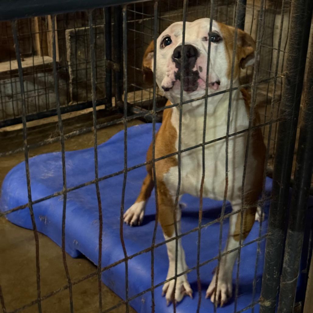 Enlarge Shelley, a Adoptable mixed breed in Fort Smith, AR image 1/3