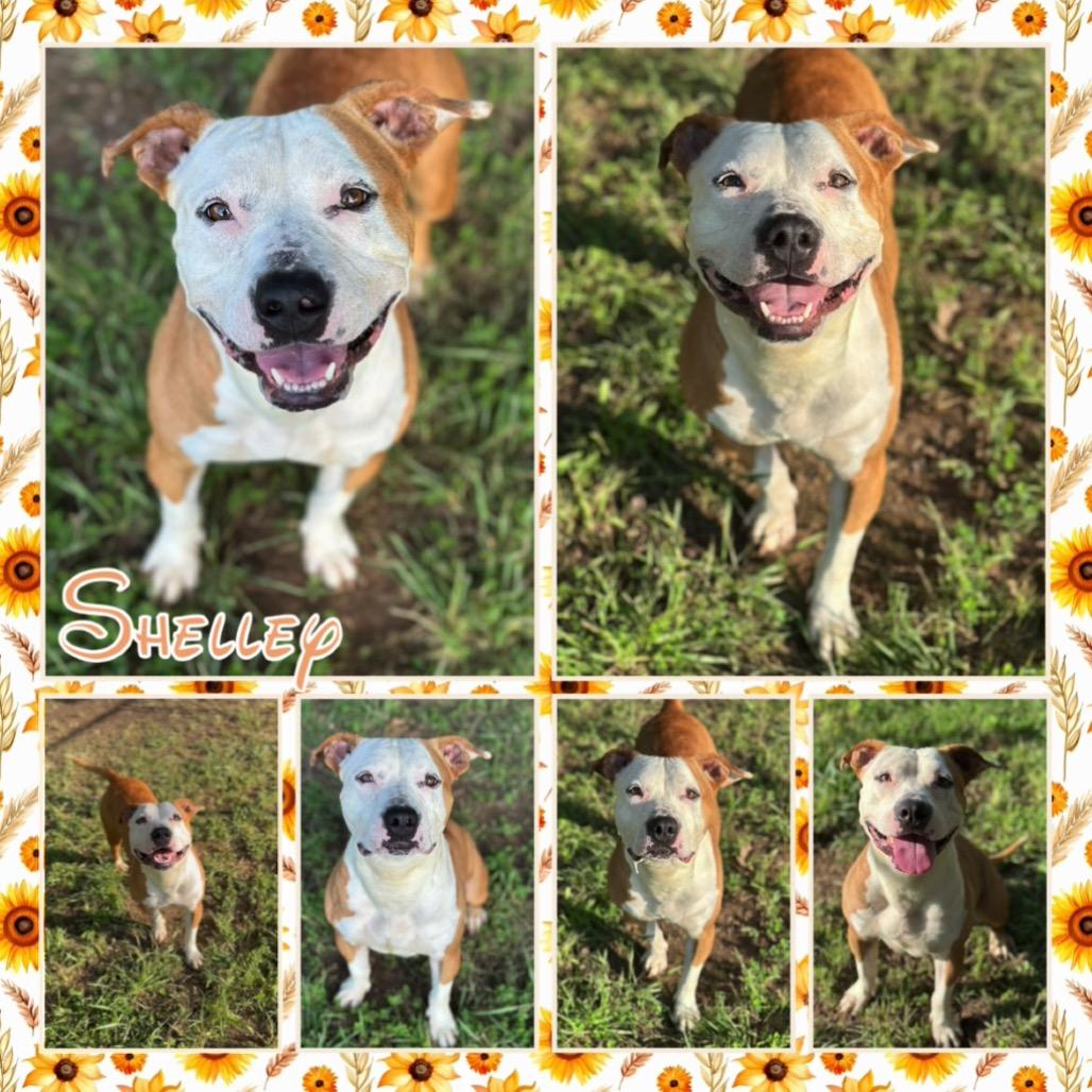 Enlarge Shelley, a Adoptable mixed breed in Fort Smith, AR image 2/3
