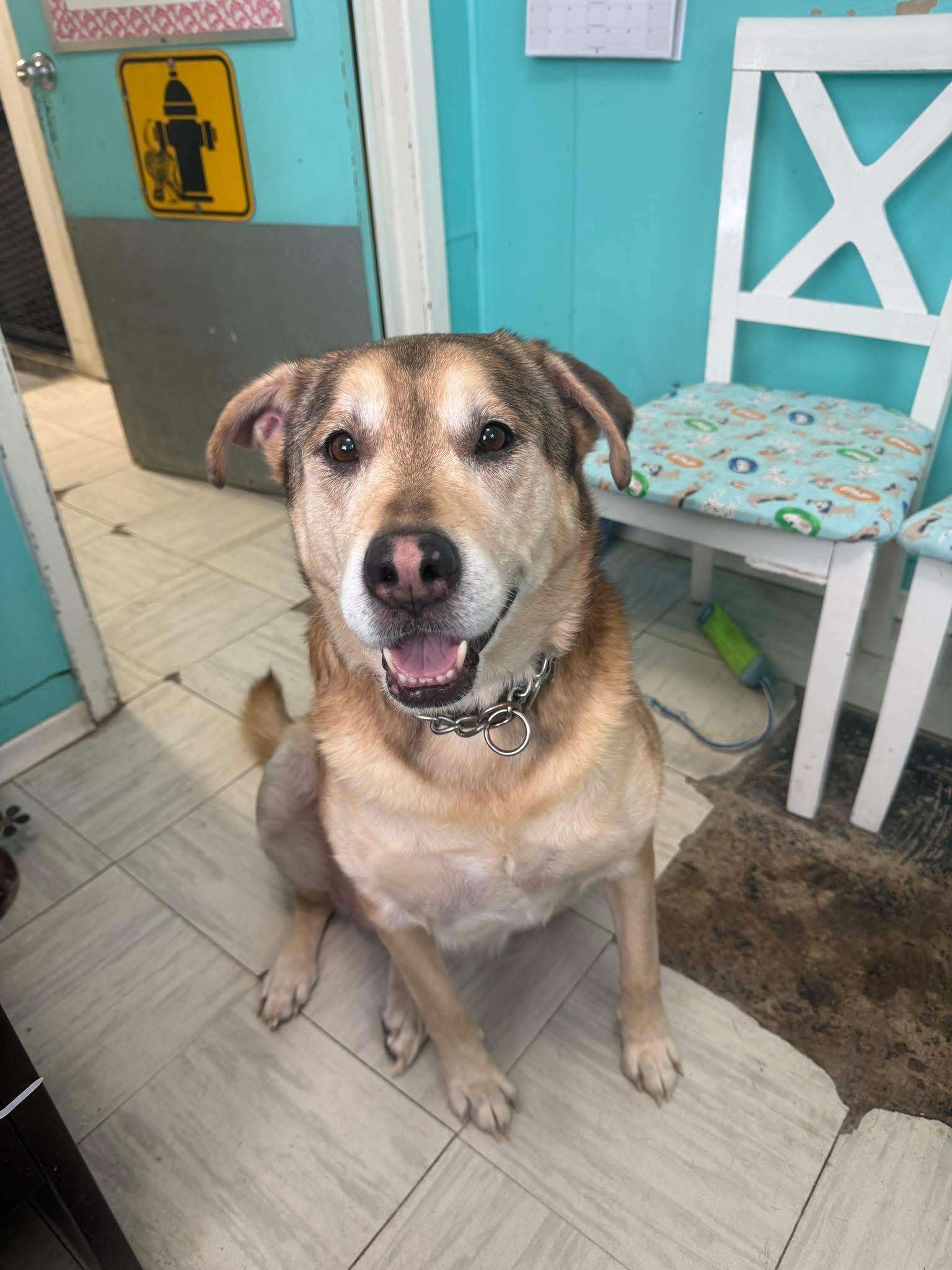 Enlarge Lily, a ADOPTABLE mixed breed in Kirkland Lake, ON image 1/1