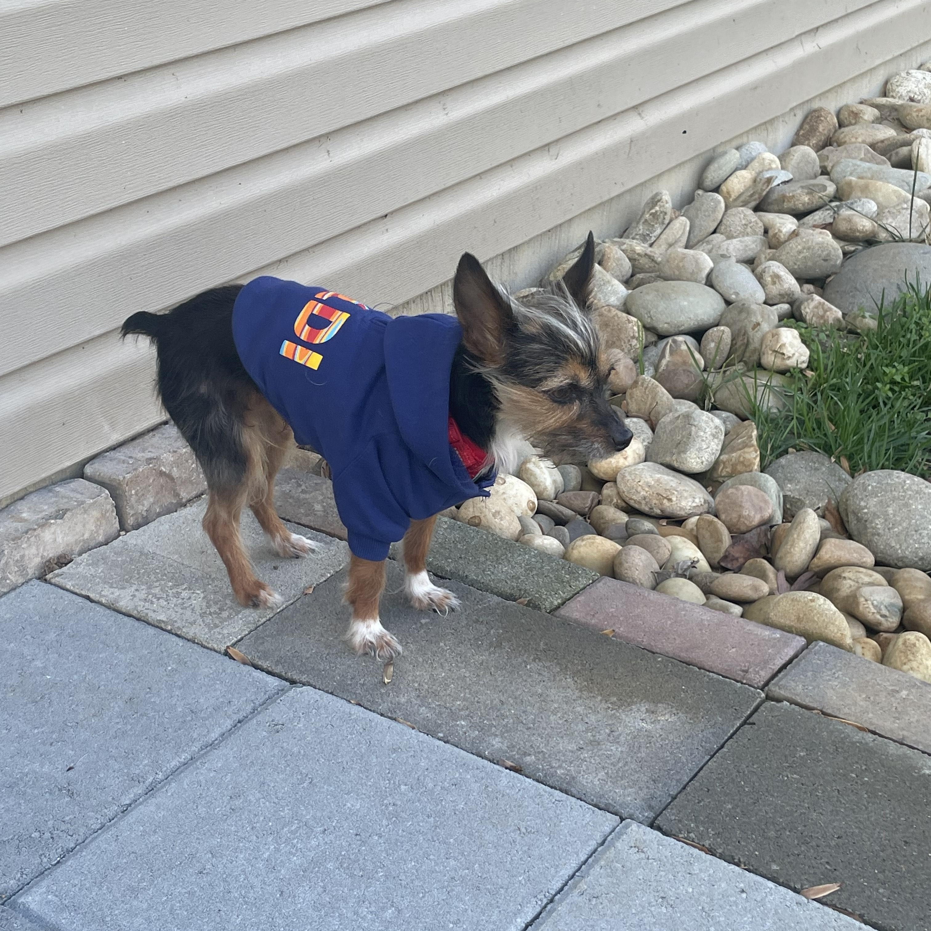 Enlarge Teddy, a ADOPTABLE mixed breed in Knoxville, TN image 2/3