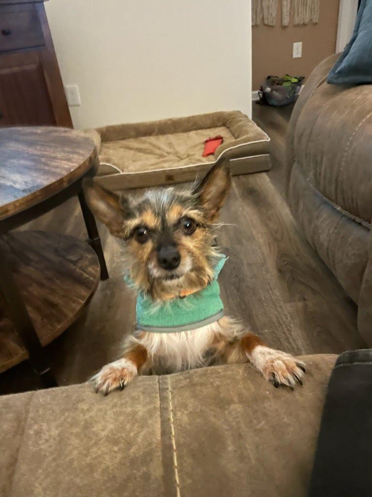 Enlarge Teddy, a ADOPTABLE mixed breed in Knoxville, TN image 1/6