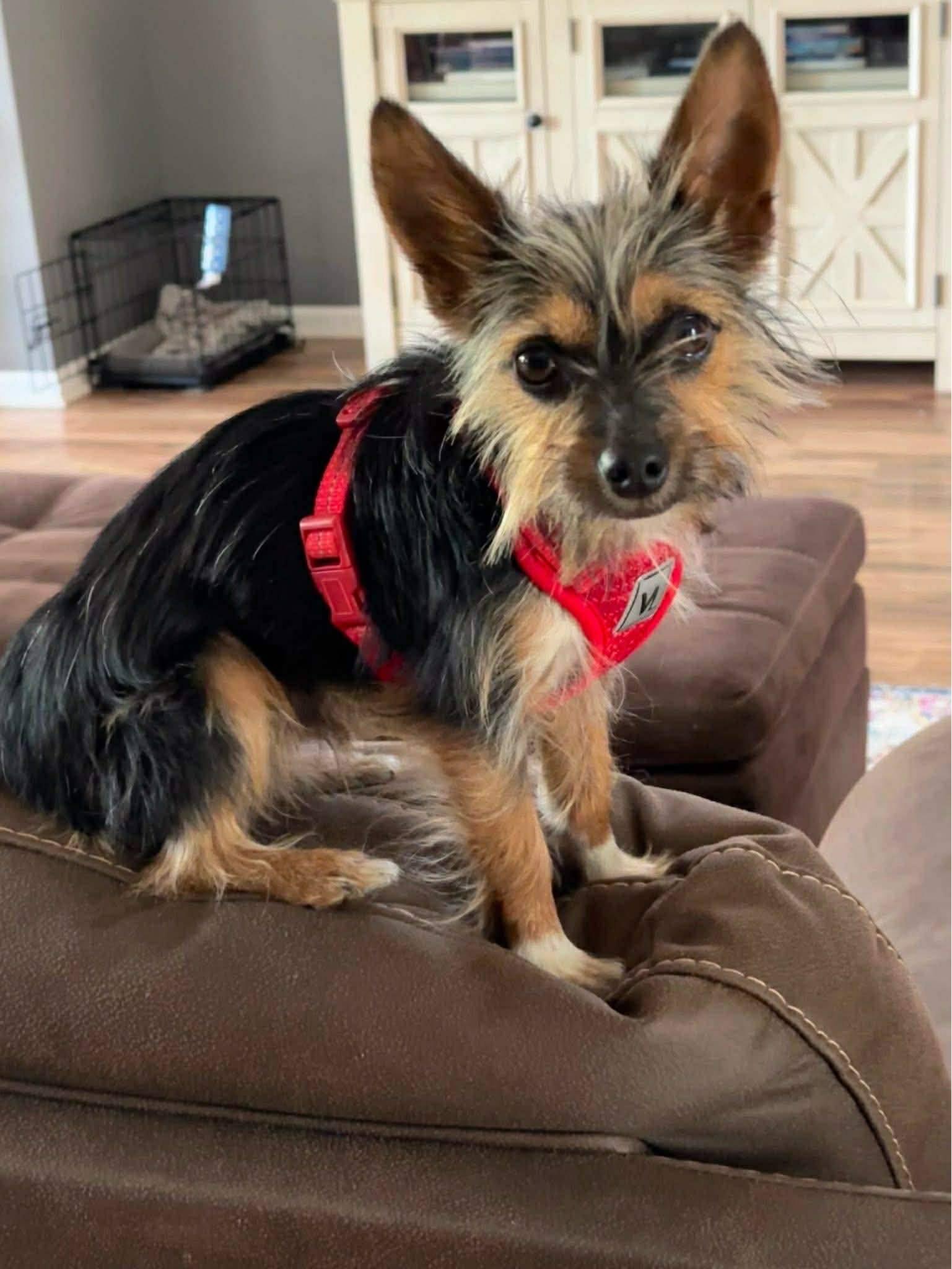 Teddy, ADOPTABLE, Young Male Yorkshire Terrier.