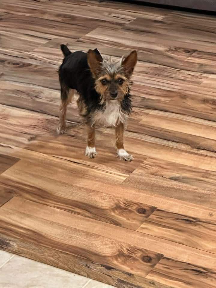 Enlarge Teddy, a ADOPTABLE mixed breed in Knoxville, TN image 3/6