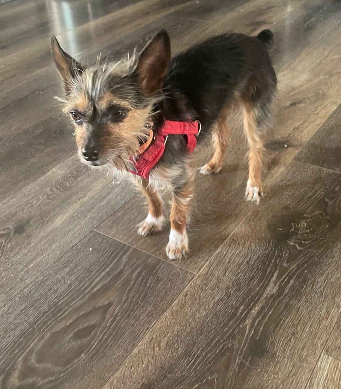 Enlarge Teddy, a ADOPTABLE mixed breed in Knoxville, TN image 2/6