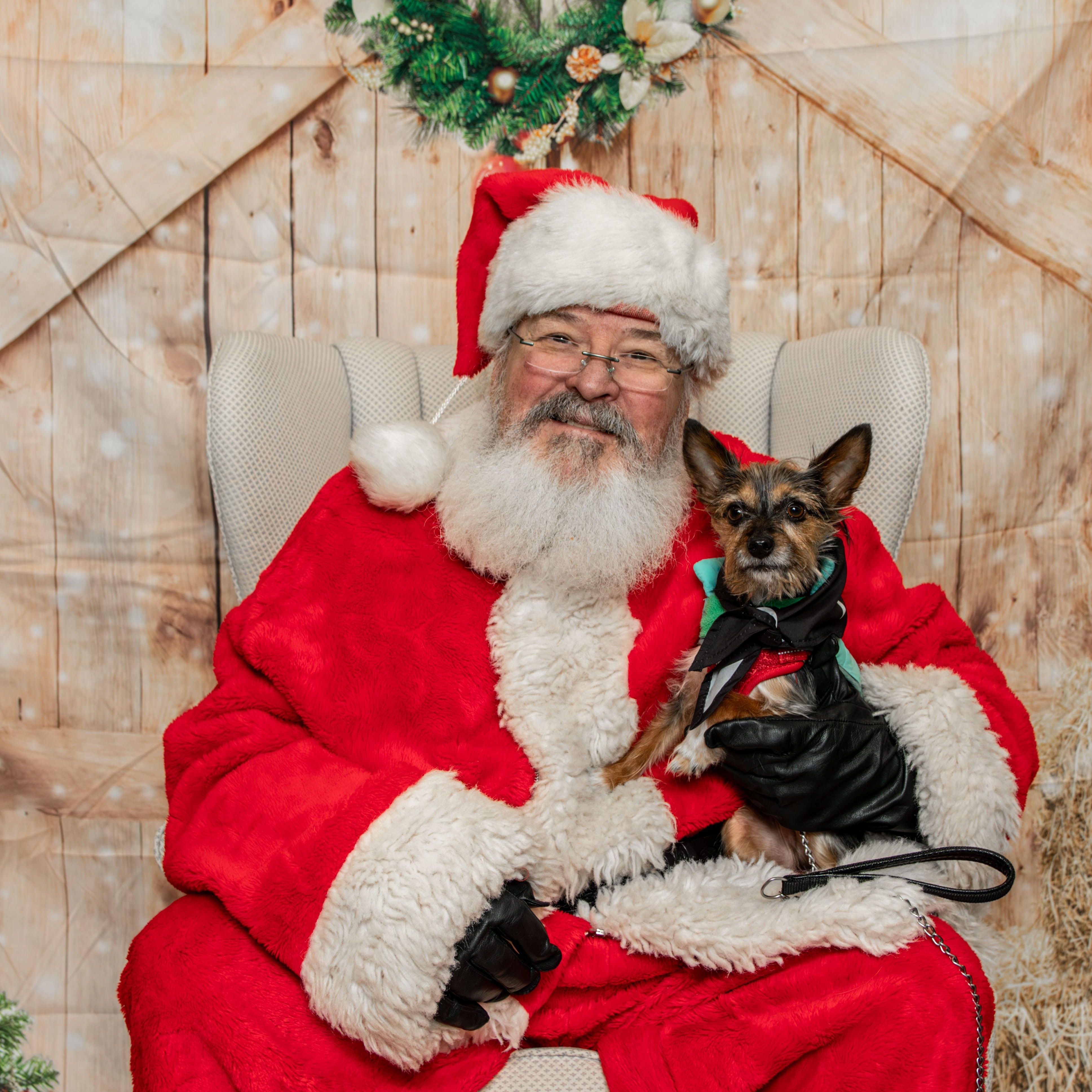 Enlarge Teddy, a ADOPTABLE mixed breed in Knoxville, TN image 6/6