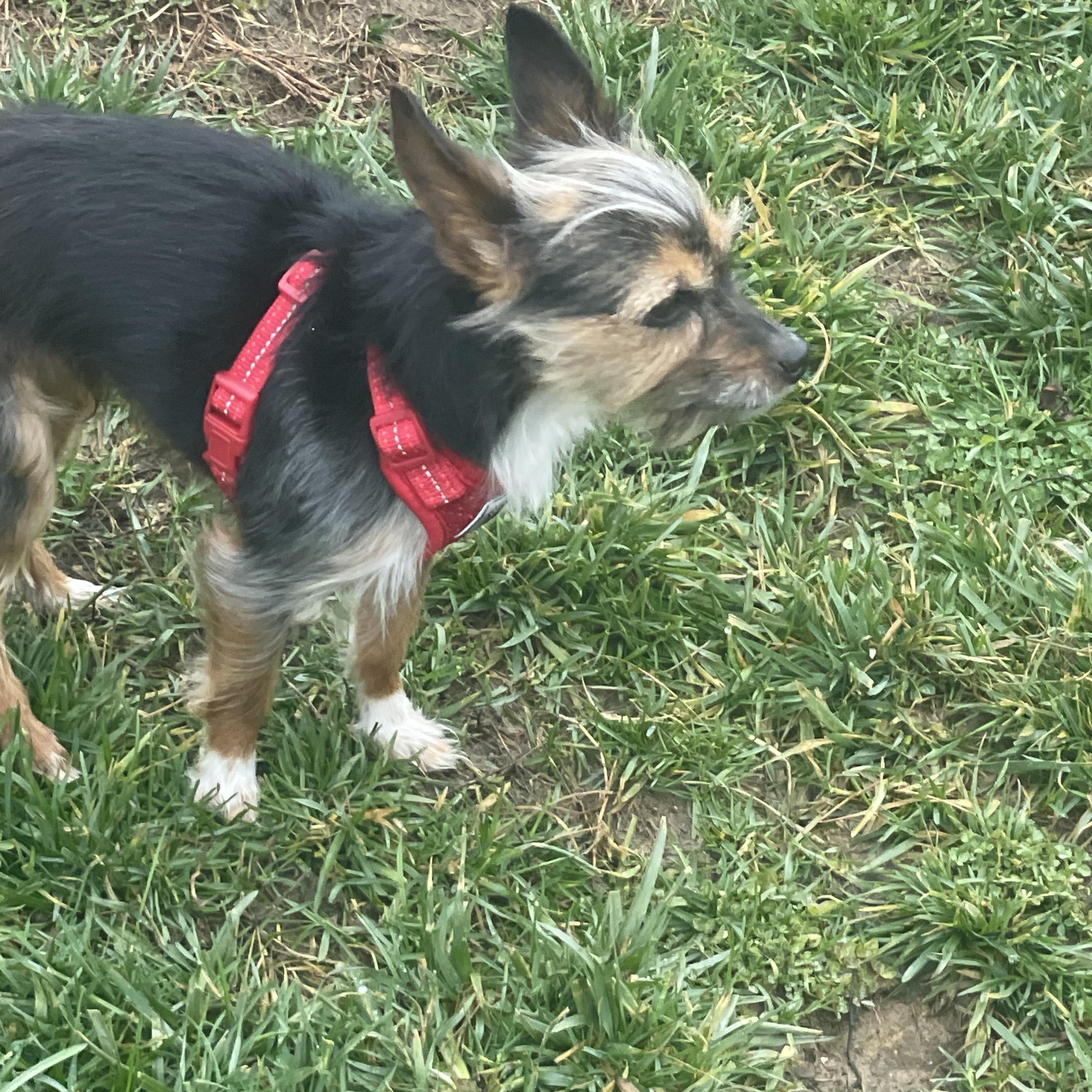 Enlarge Teddy, a ADOPTABLE mixed breed in Knoxville, TN image 3/3