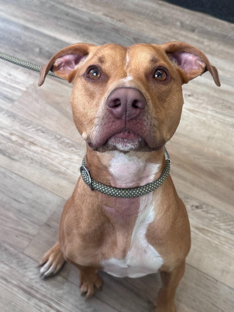 Amiela (Annabelle), a Adoptable mixed breed in Russellville, KY image 1/6