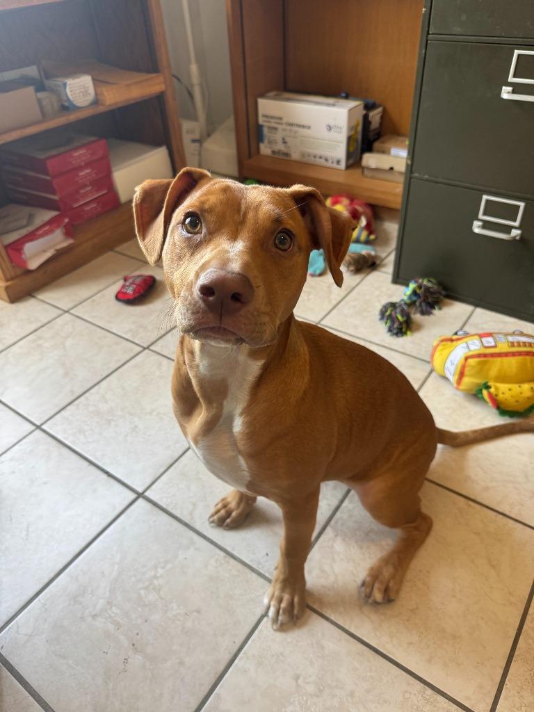 Amiela (Annabelle), a Adoptable mixed breed in Russellville, KY image 2/6