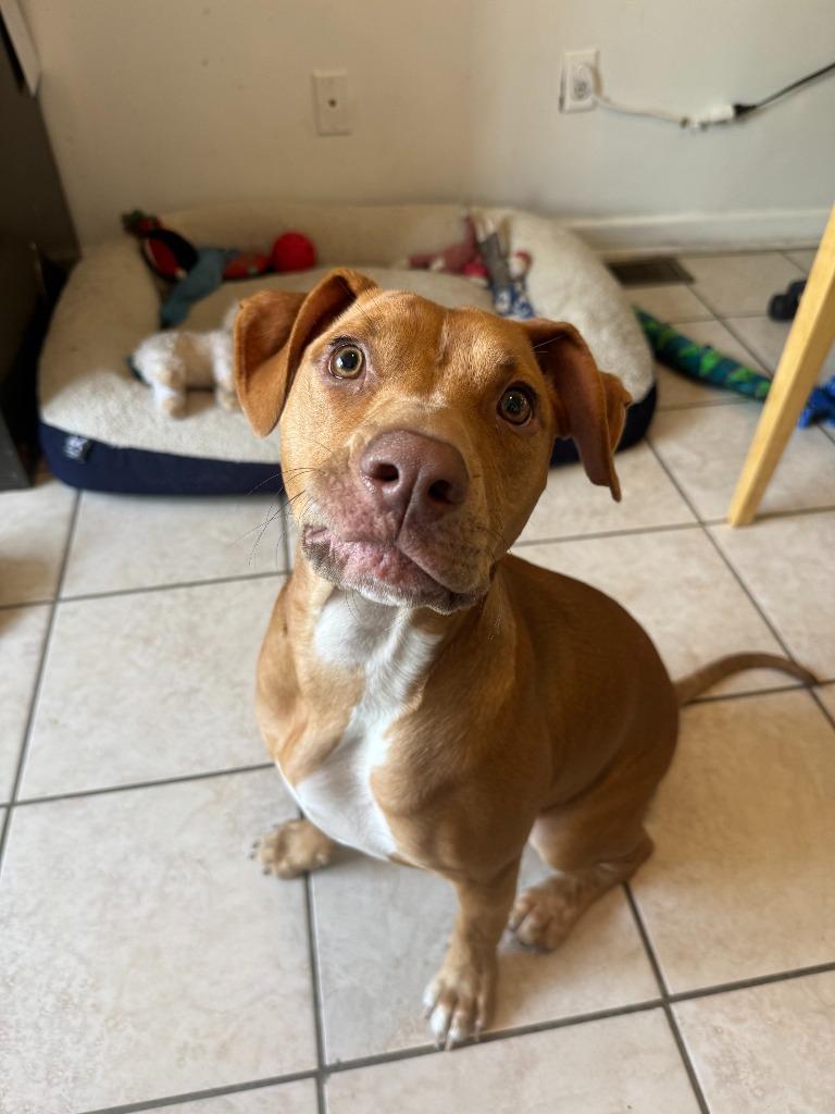 Amiela (Annabelle), a Adoptable mixed breed in Russellville, KY image 4/6
