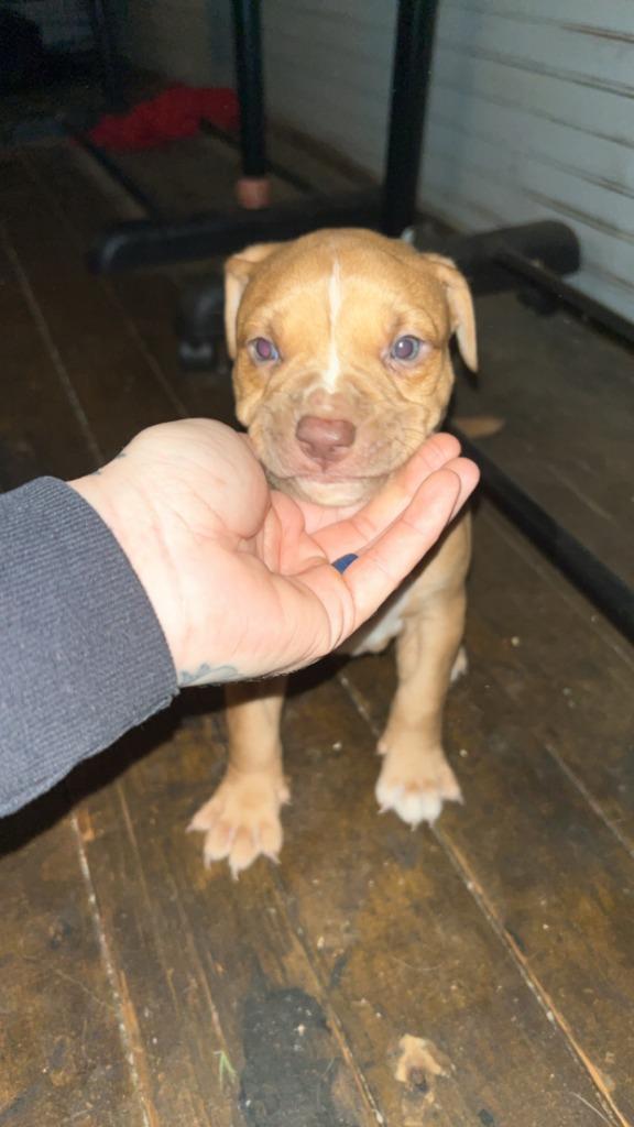 Amiela (Annabelle), a Adoptable mixed breed in Russellville, KY image 5/6