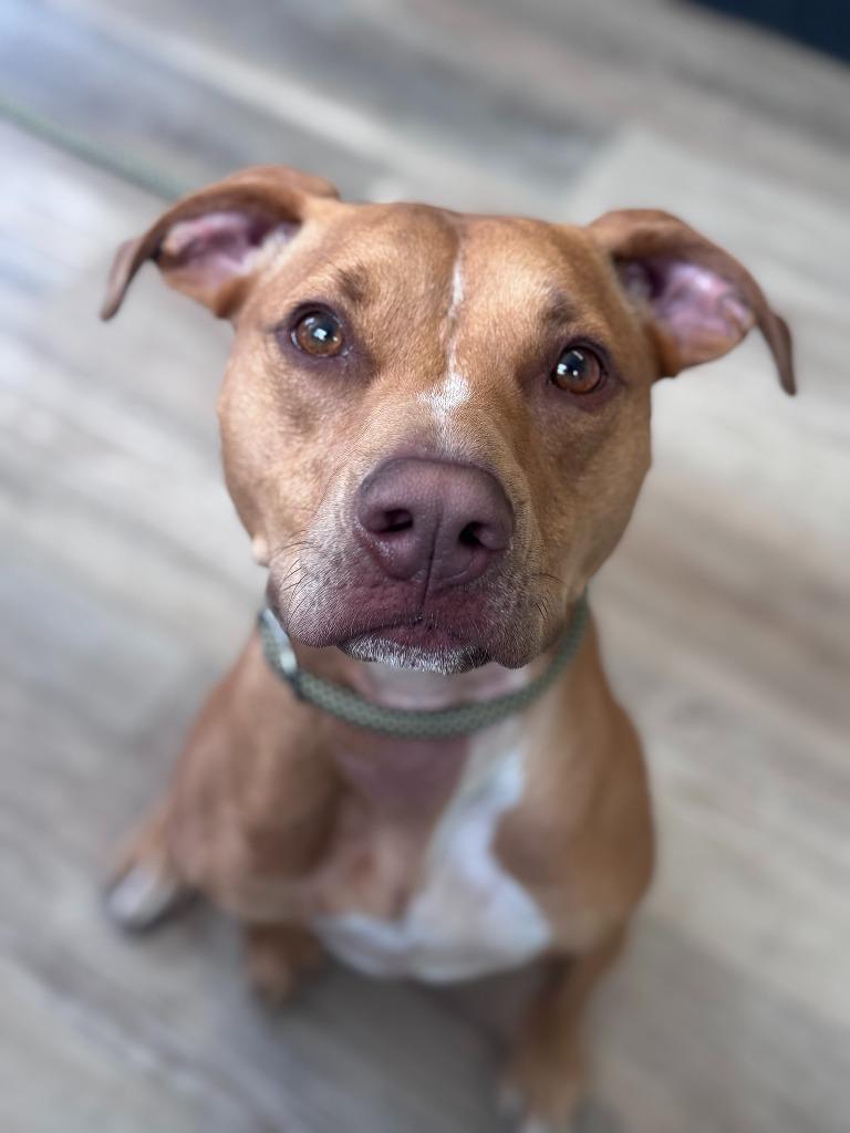 Amiela (Annabelle), a Adoptable mixed breed in Russellville, KY image 6/6