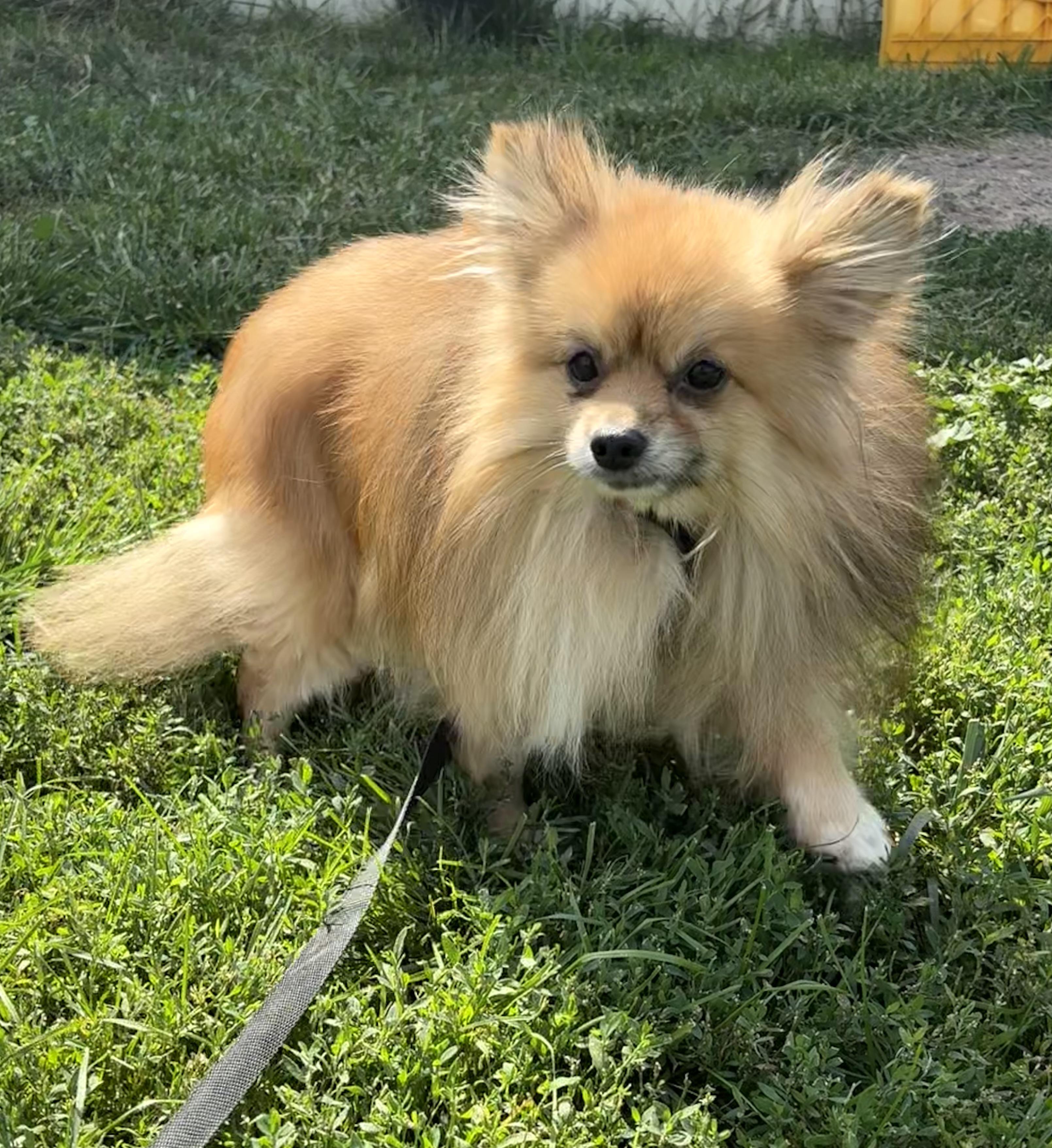 Nitro