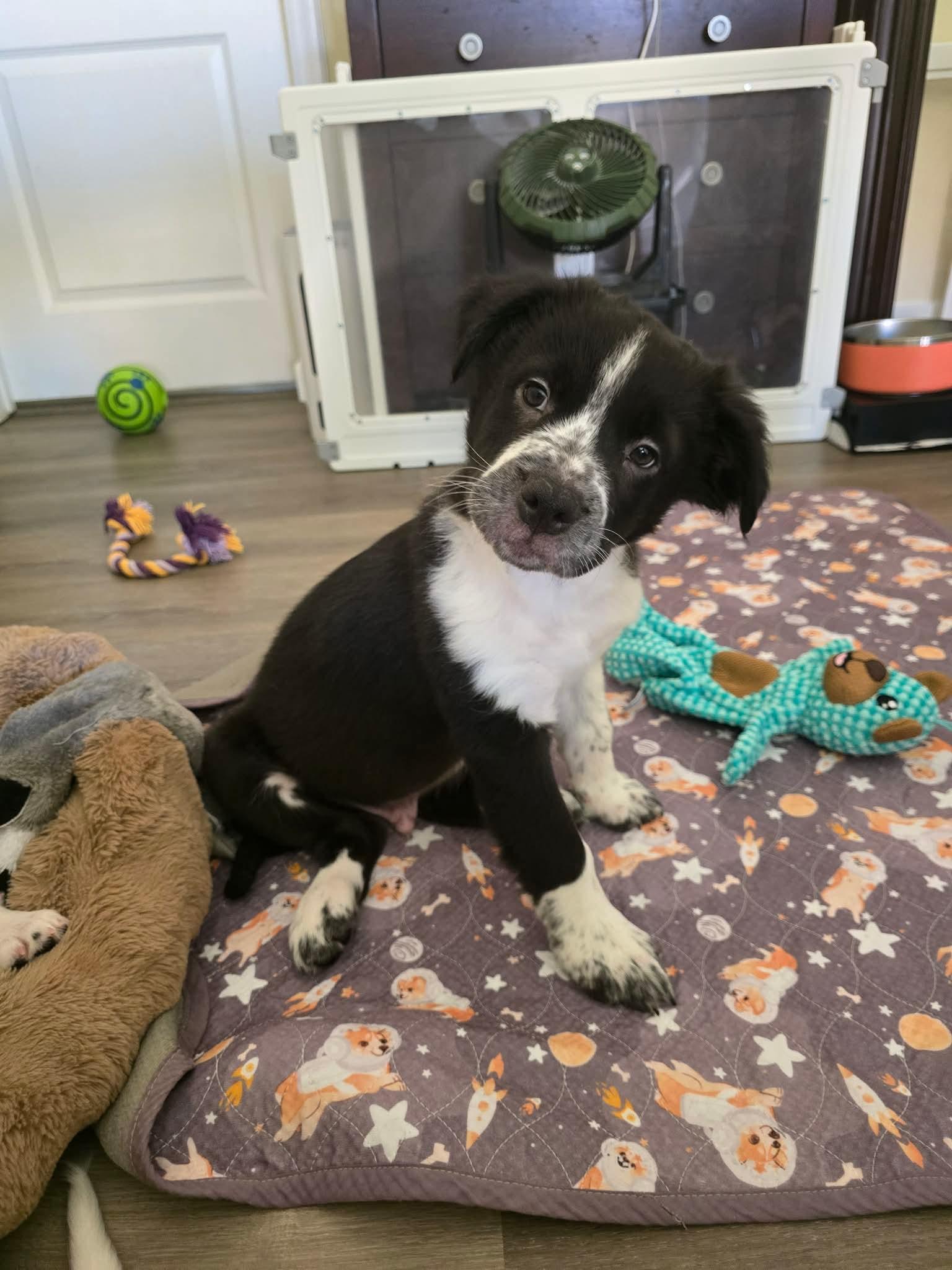 Enlarge Boone, a Adoptable Australian Shepherd in Las Vegas, NV image 1/1