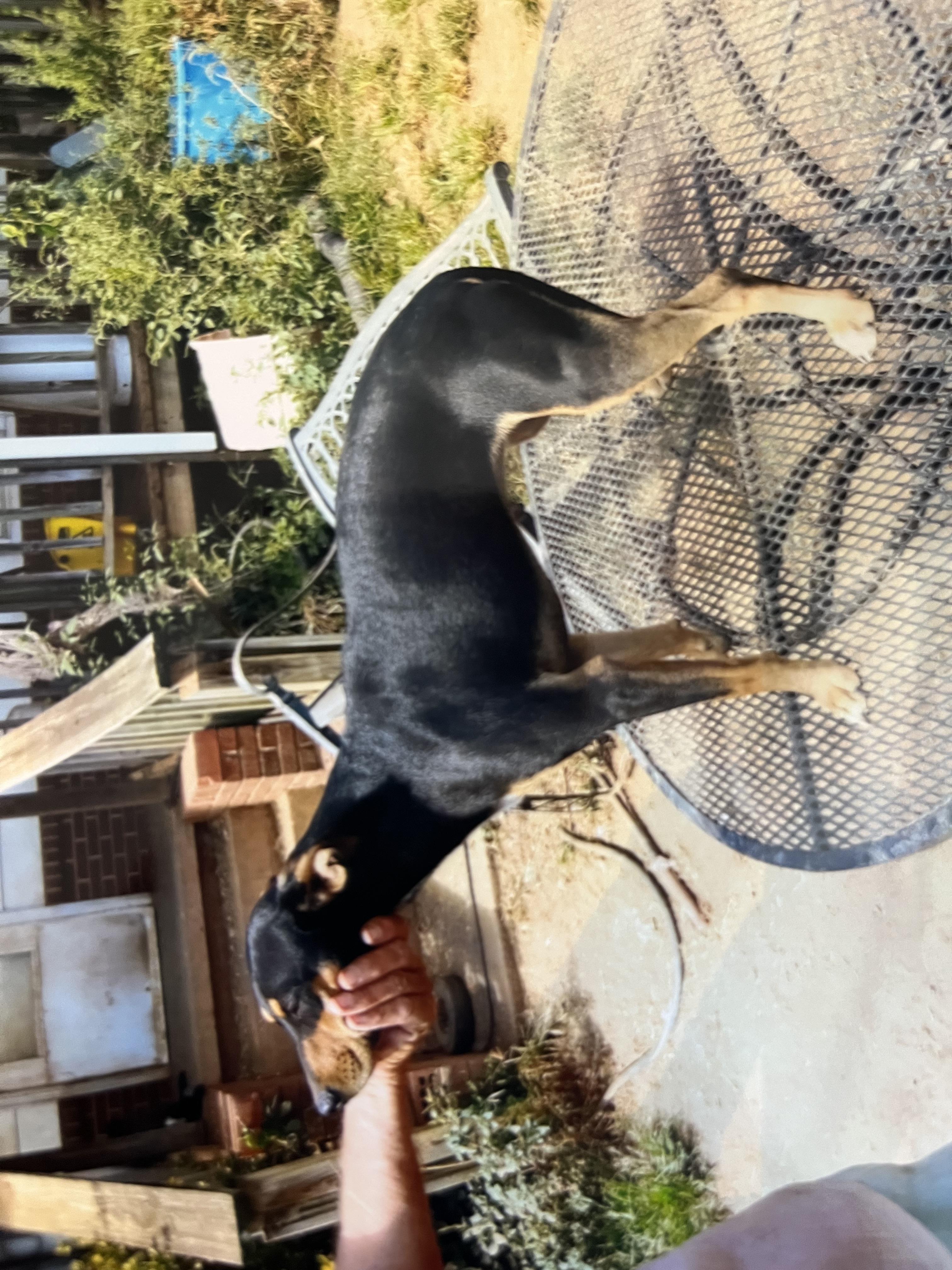 Baby (Community Assist)