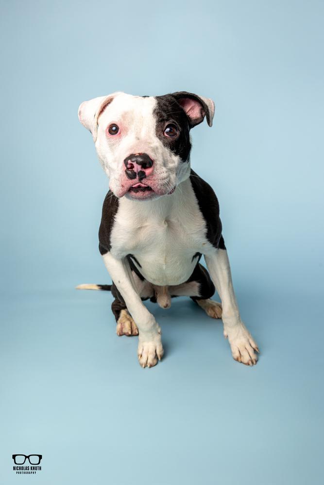 Landry ***KANKAKEE TORNADO PUP***, a Adoptable mixed breed in Palatine, IL image 1/5