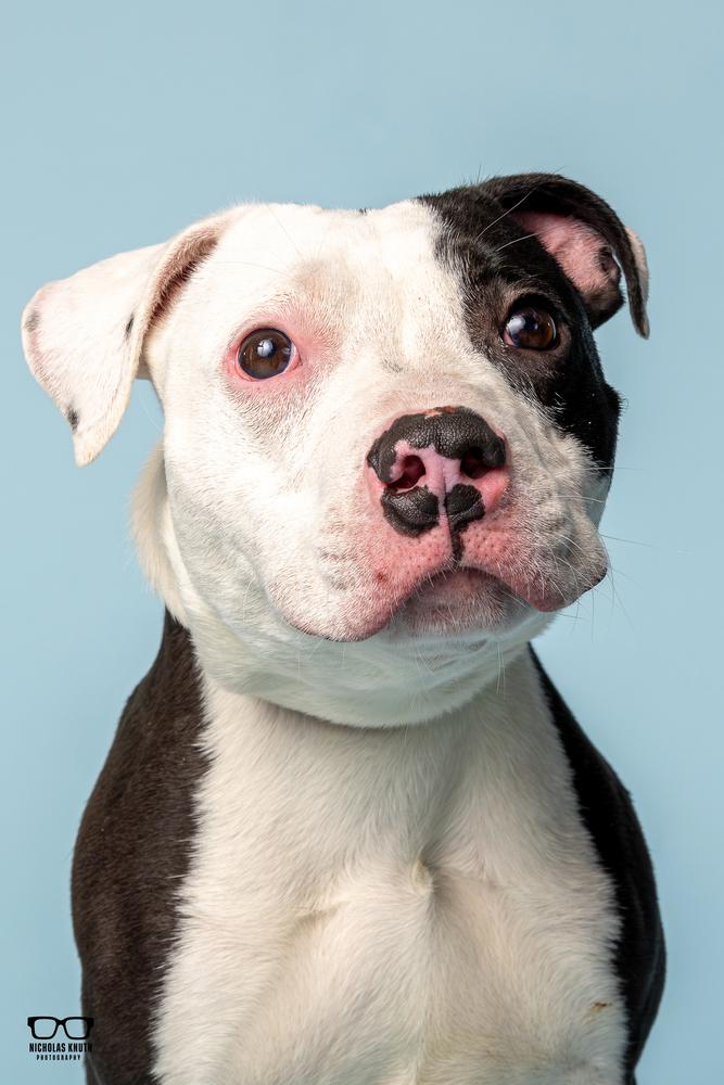 Landry ***KANKAKEE TORNADO PUP***, a Adoptable mixed breed in Palatine, IL image 2/5