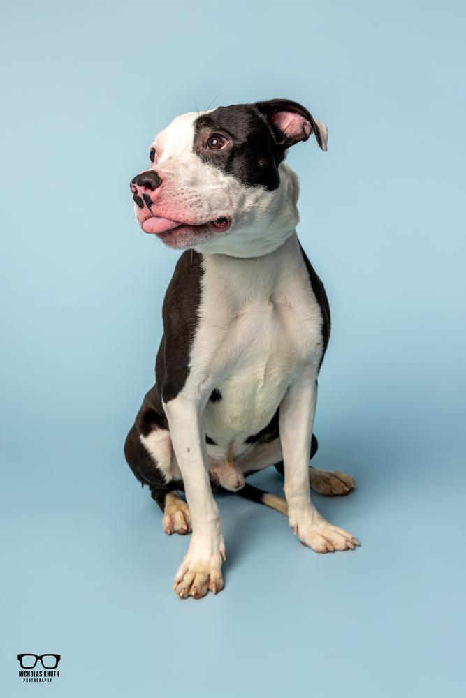 Landry ***KANKAKEE TORNADO PUP***, a Adoptable mixed breed in Palatine, IL image 3/5