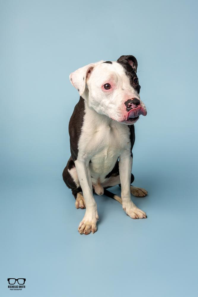 Landry ***KANKAKEE TORNADO PUP***, a Adoptable mixed breed in Palatine, IL image 4/5