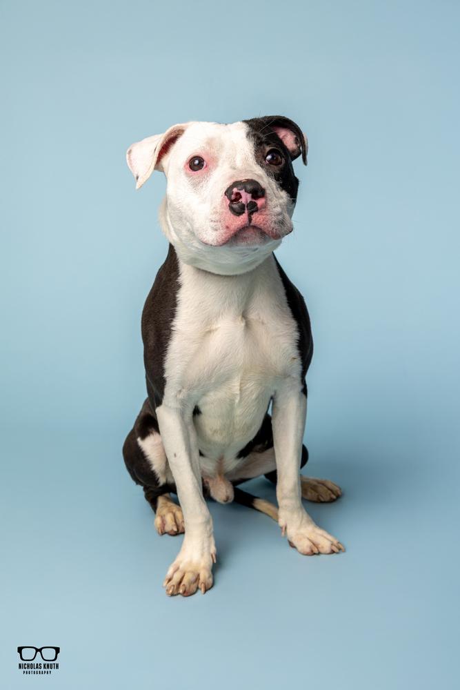 Landry ***KANKAKEE TORNADO PUP***, a Adoptable mixed breed in Palatine, IL image 5/5