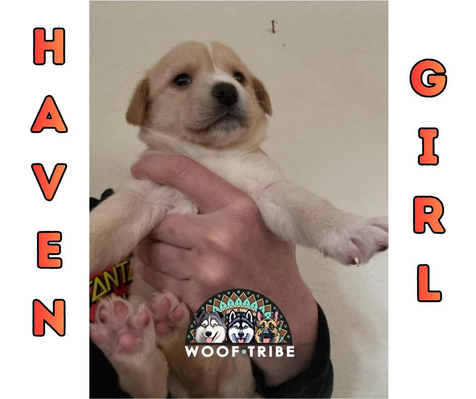 🧡✨ HAVEN GIRL ✨🧡, ADOPTABLE, Puppy Female Siberian Husky & Labrador Retriever.