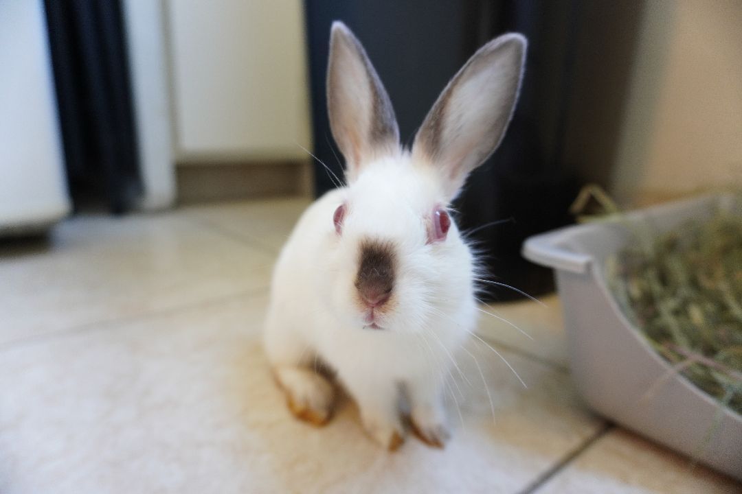 Tiny Tim photo 5