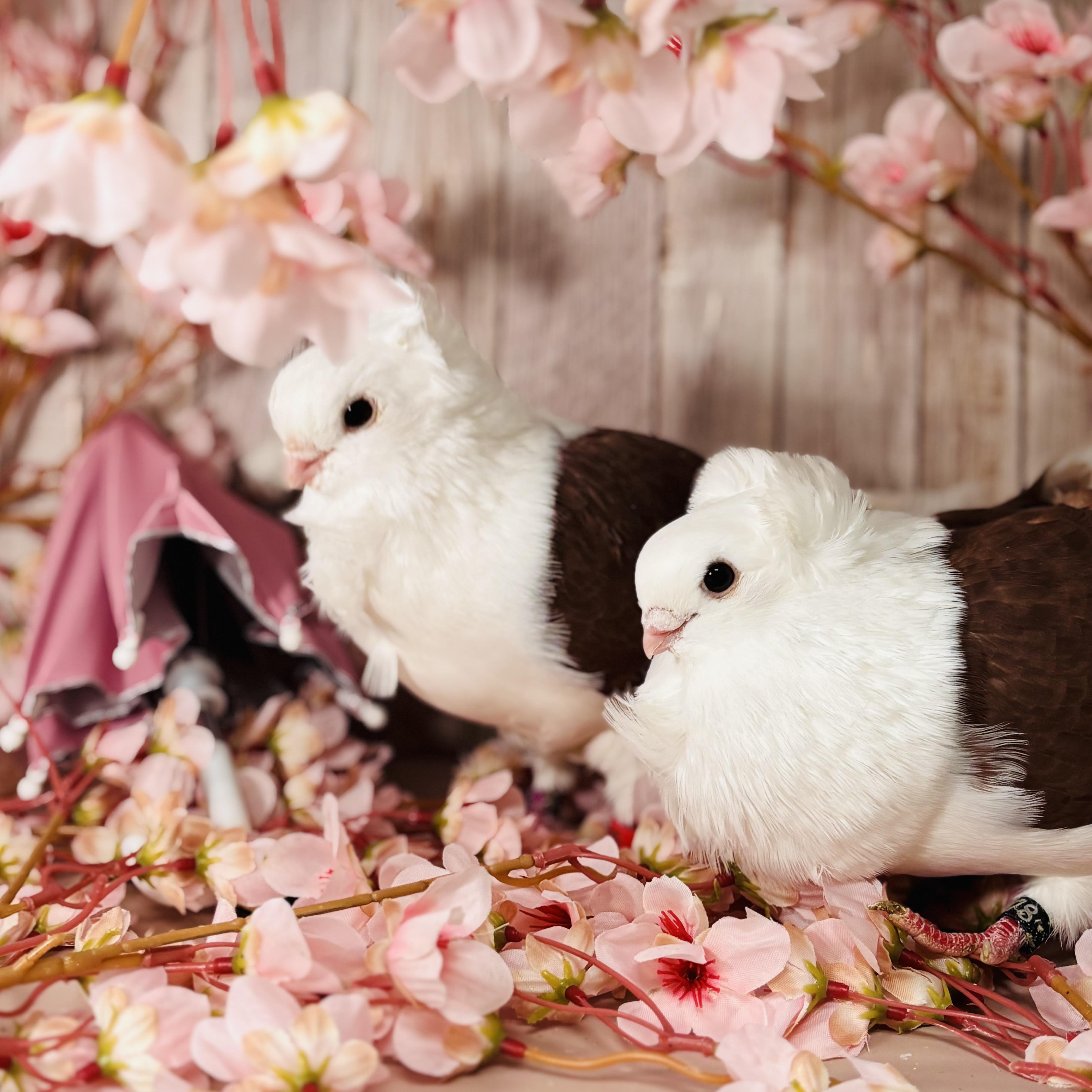 Enlarge Kalamata & Puttanesca, an adopted Pigeon in Chicago, IL image 6/6