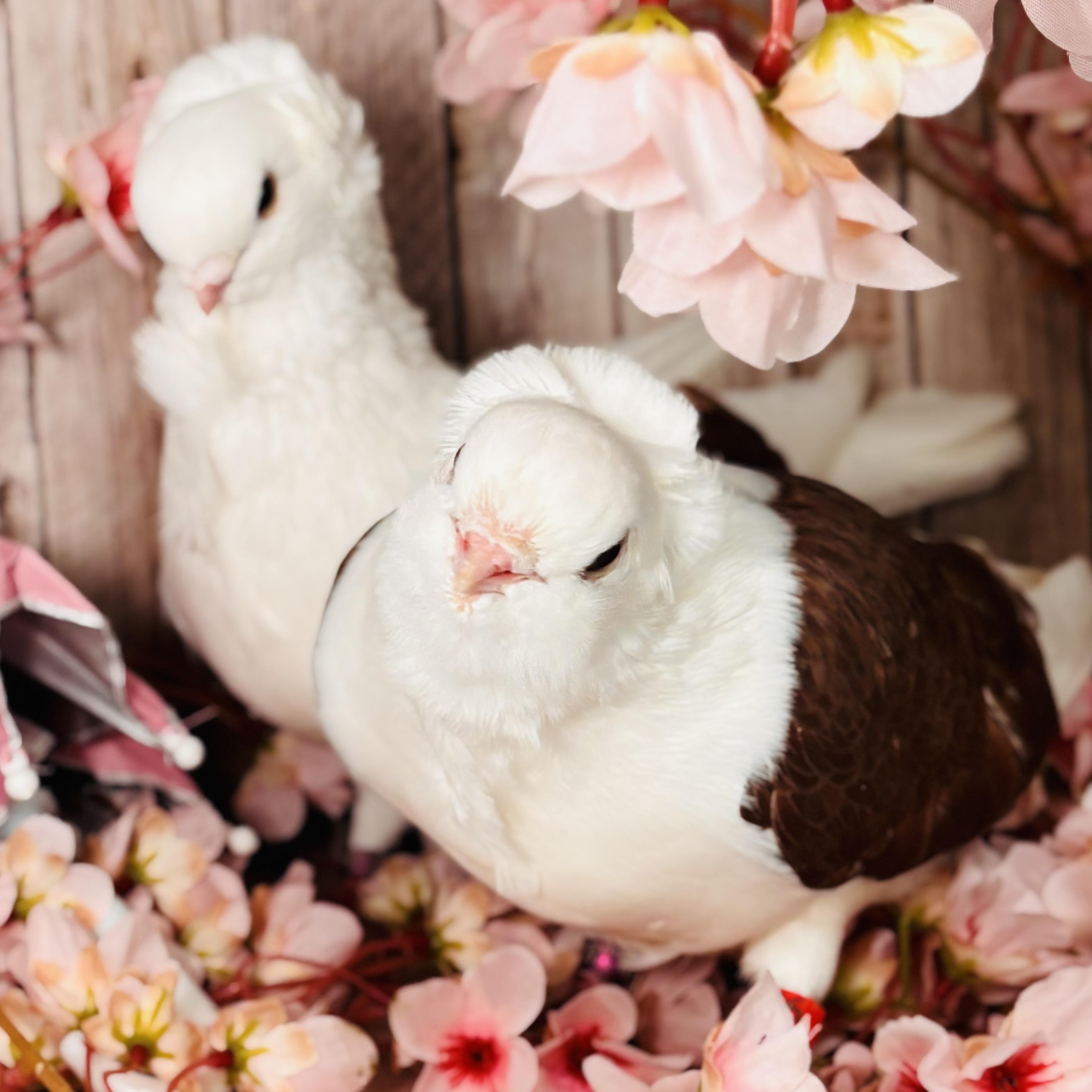 Enlarge Kalamata & Puttanesca, an adopted Pigeon in Chicago, IL image 3/6