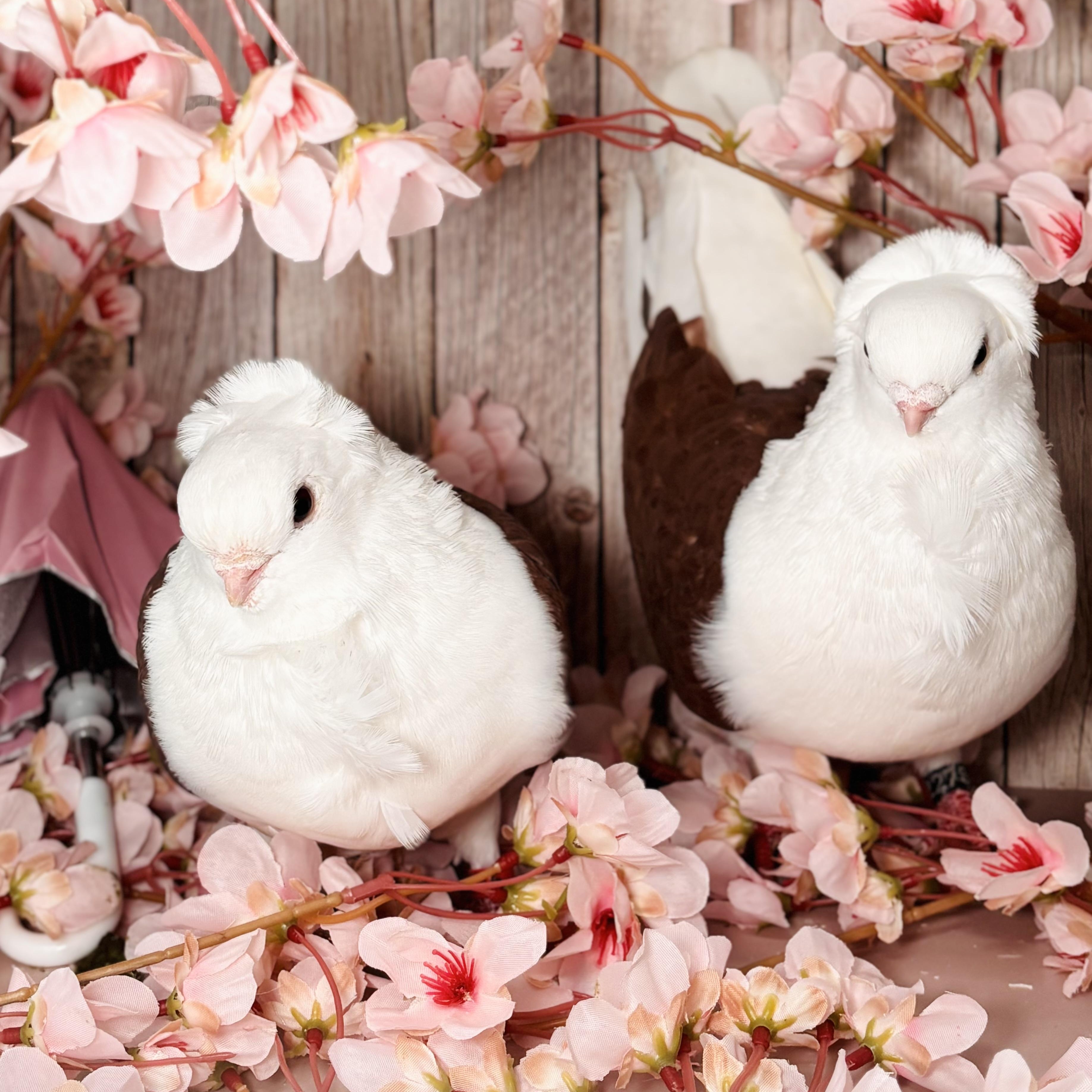 Kalamata & Puttanesca, adopted, Adult Unknown Pigeon.