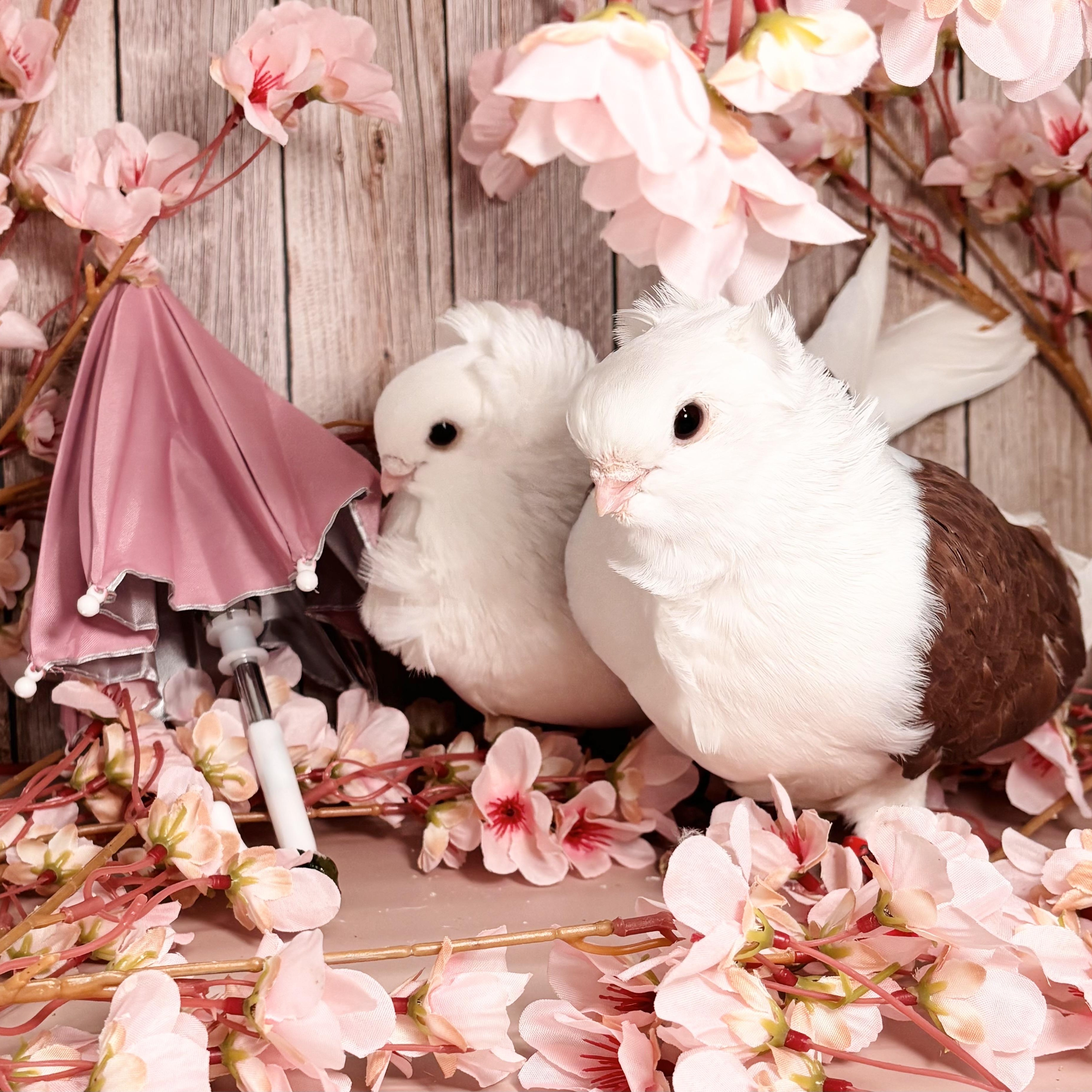 Enlarge Kalamata & Puttanesca, an adopted Pigeon in Chicago, IL image 4/6
