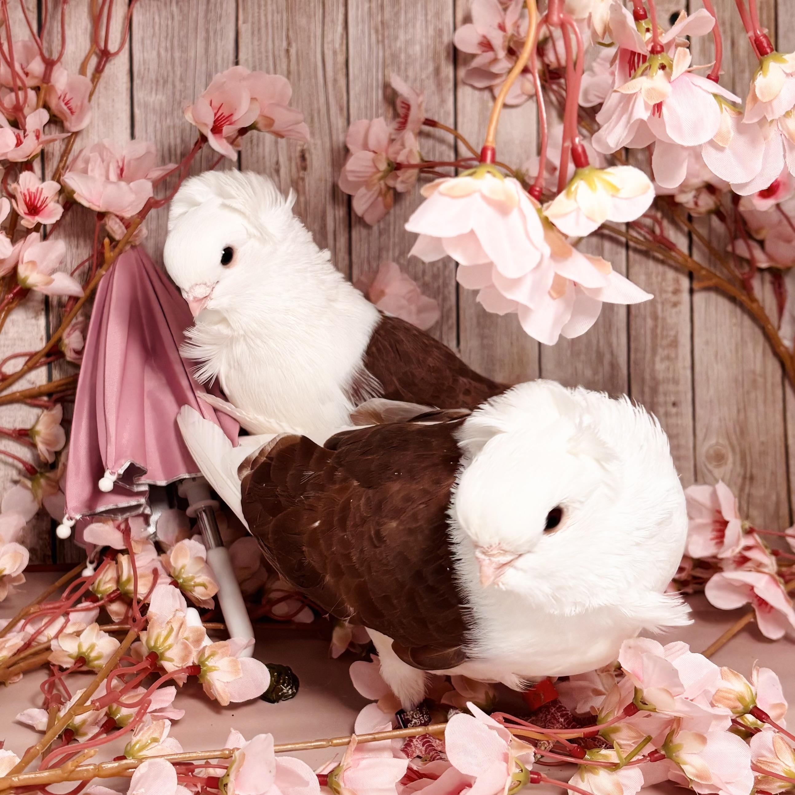 Enlarge Kalamata & Puttanesca, an adopted Pigeon in Chicago, IL image 2/6