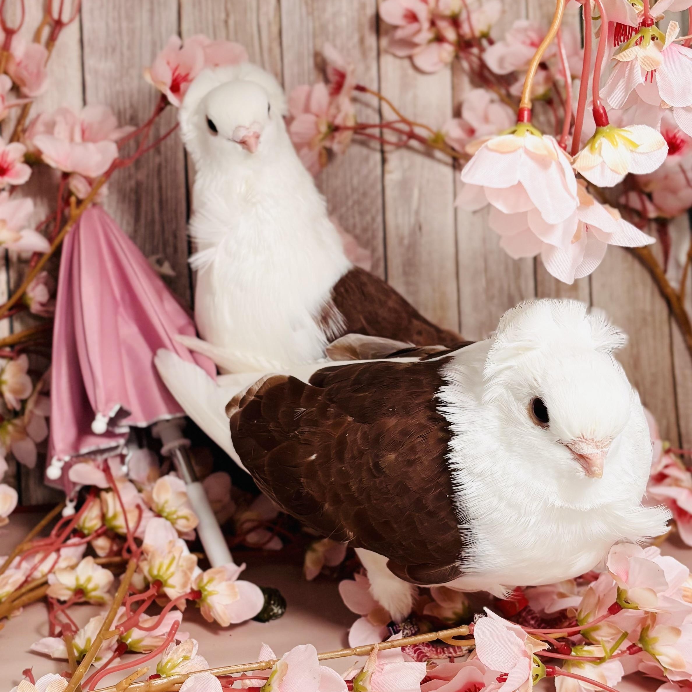 Enlarge Kalamata & Puttanesca, an adopted Pigeon in Chicago, IL image 5/6