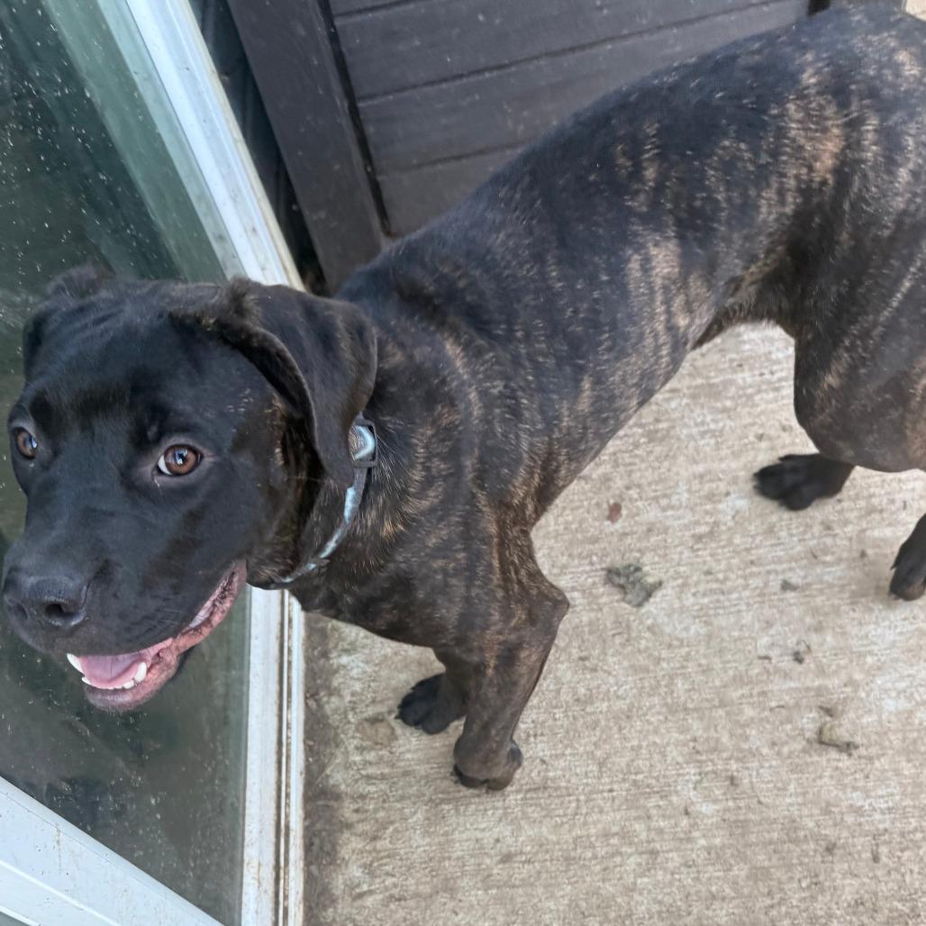 Raven, Adoptable, Young Female Cane Corso.