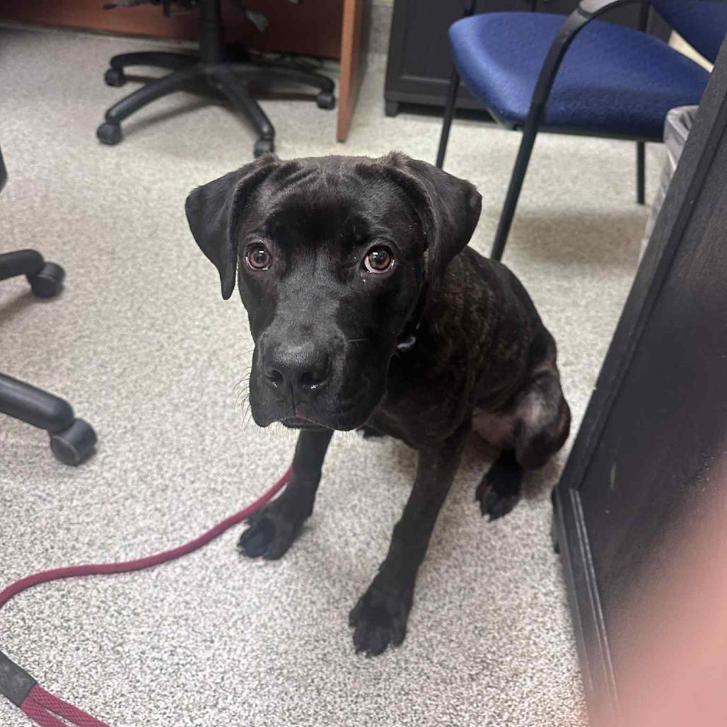 Raven, a Adoptable Cane Corso in Mebane, NC image 2/6