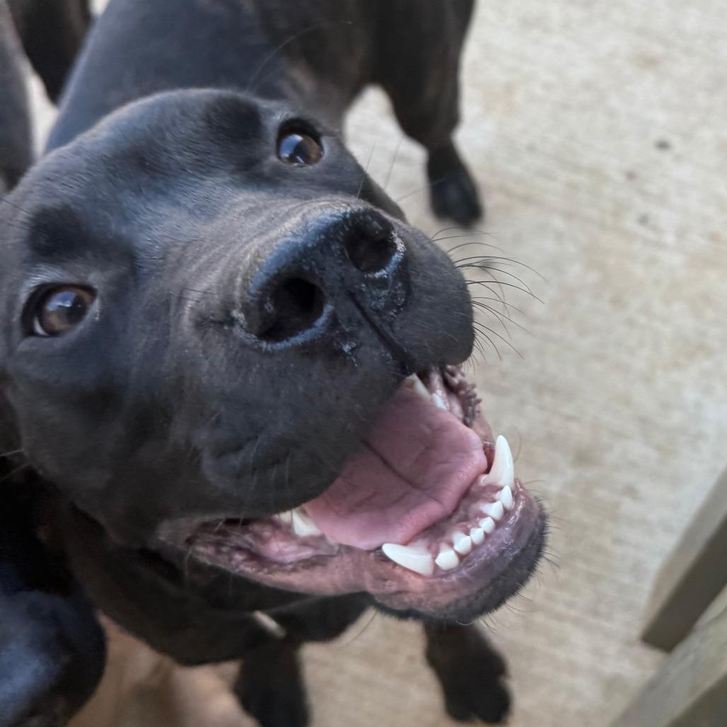 Raven, a Adoptable Cane Corso in Mebane, NC image 3/6