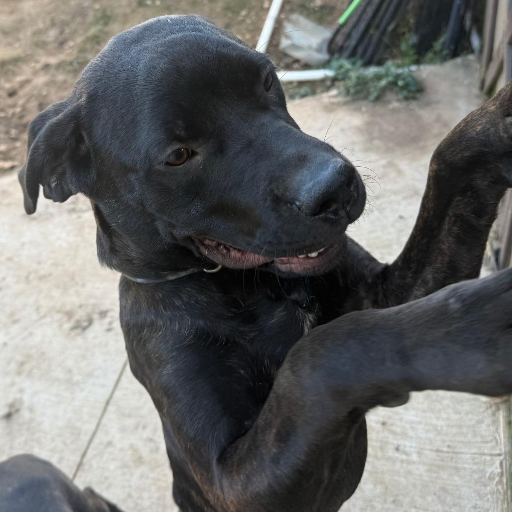 Raven, a Adoptable Cane Corso in Mebane, NC image 4/6