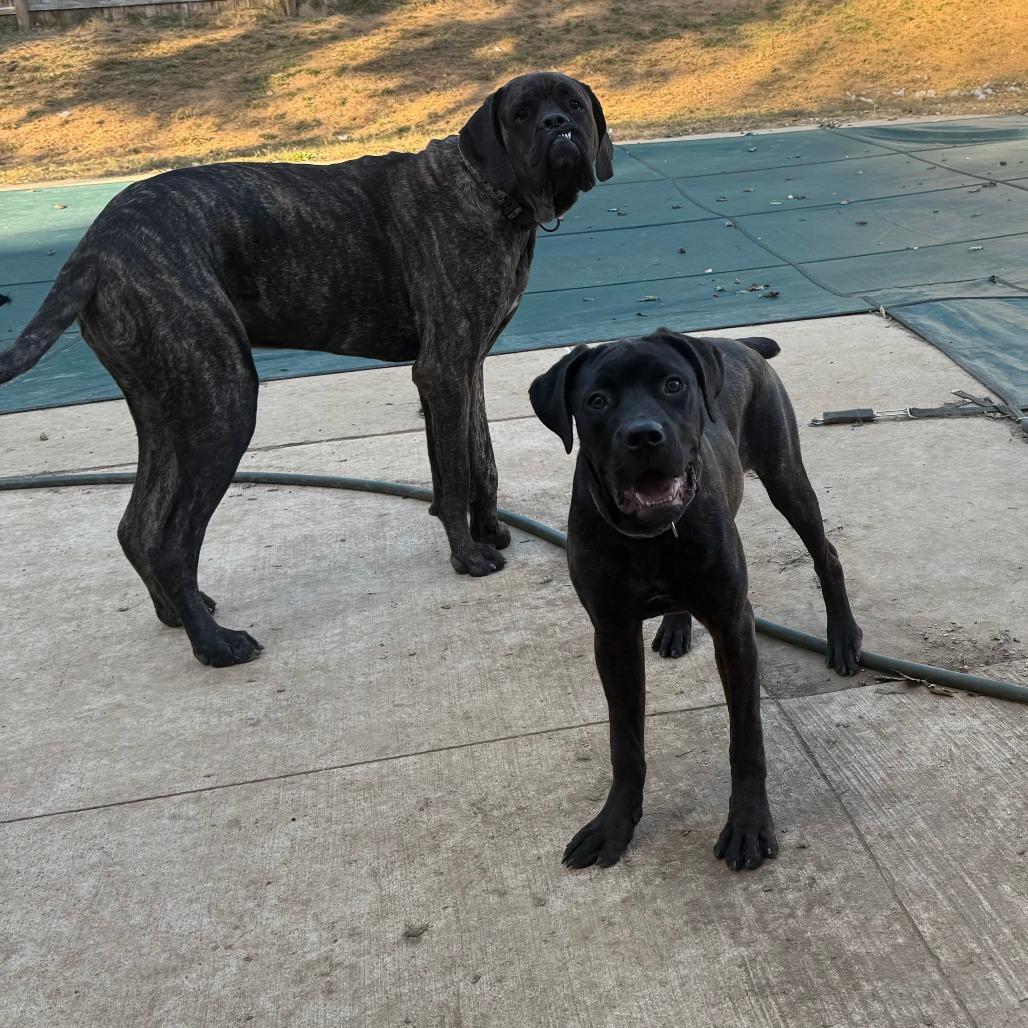 Raven, a Adoptable Cane Corso in Mebane, NC image 6/6