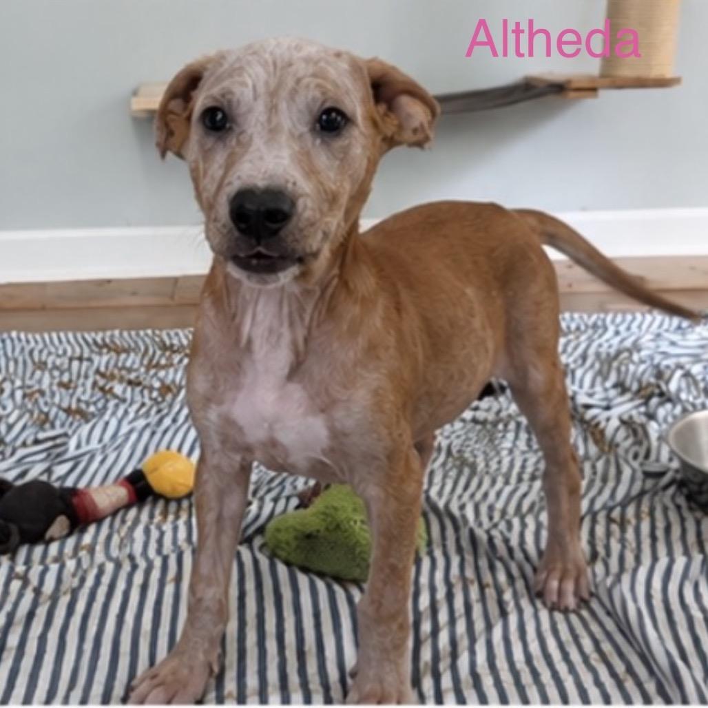 Enlarge Altheda, a Adoptable Mixed Breed in Fredericksburg, VA image 1/3