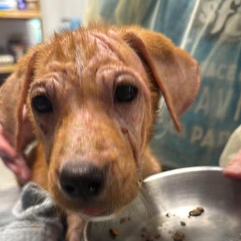 Enlarge Altheda, a Adoptable Mixed Breed in Fredericksburg, VA image 3/3