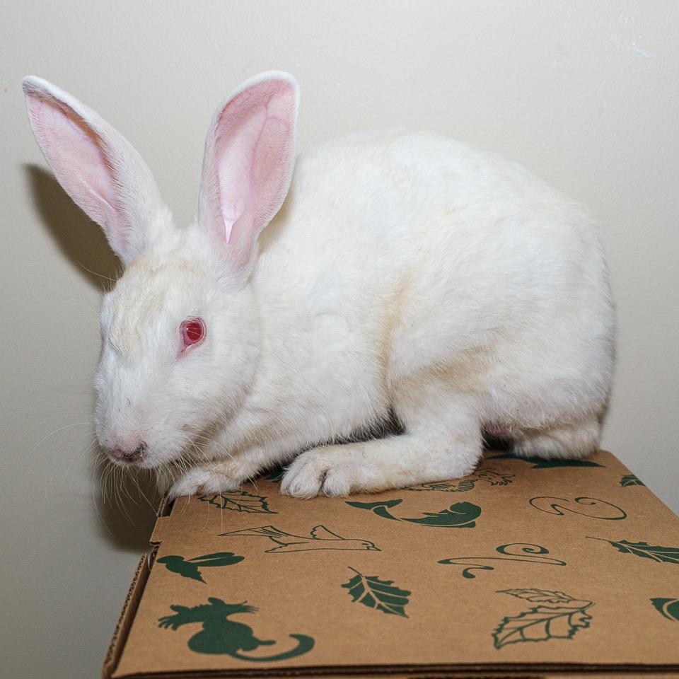 Cinderace, Adoptable, Young Male American.