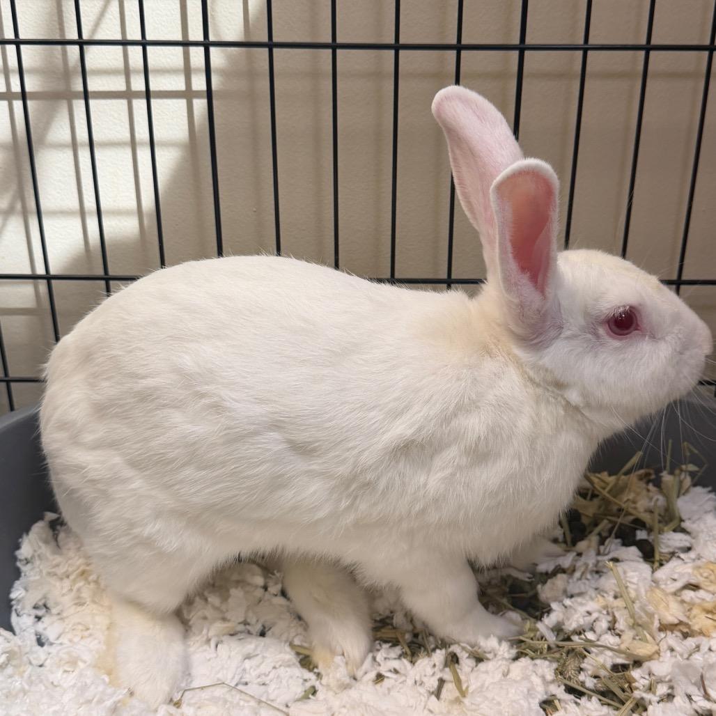 Enlarge Cinderace, a Adoptable American in Palm Springs, CA image 2/4