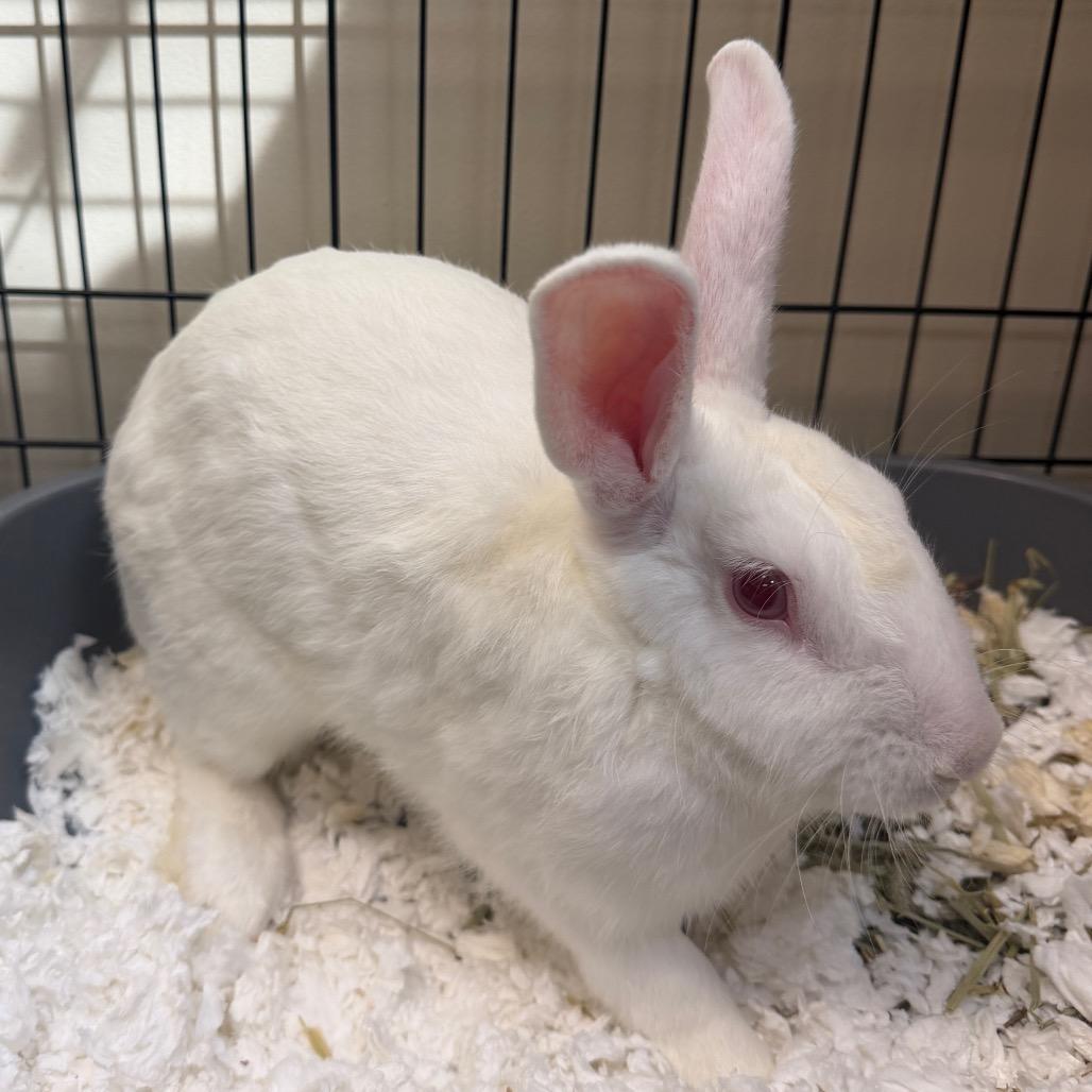 Enlarge Cinderace, a Adoptable American in Palm Springs, CA image 3/4